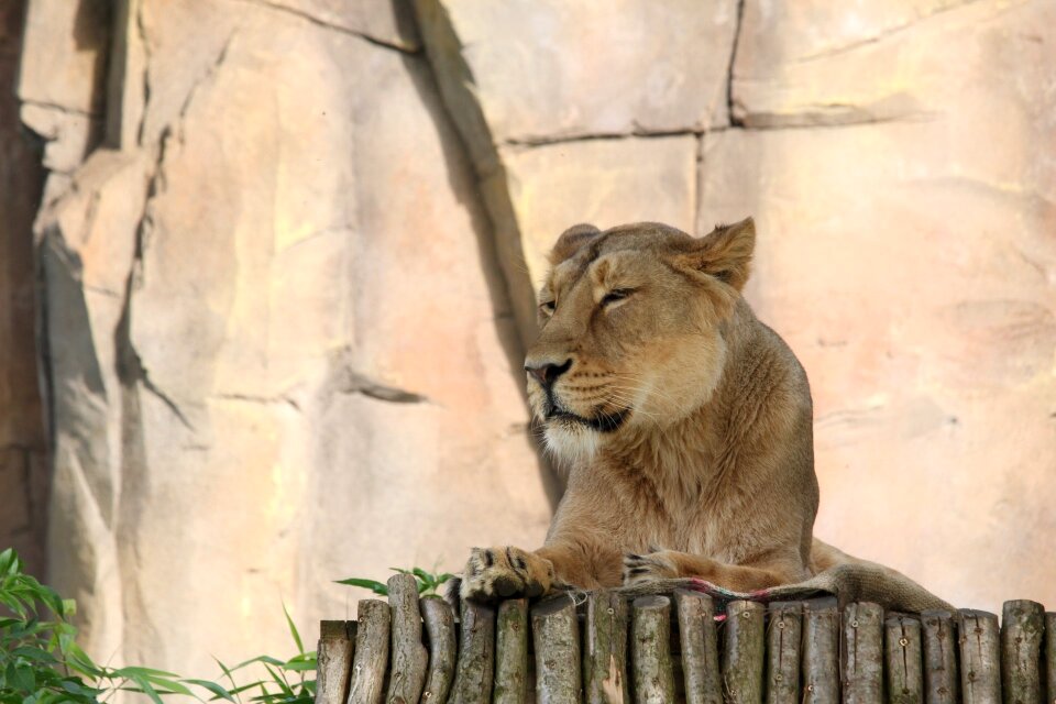 Africa animal world animal