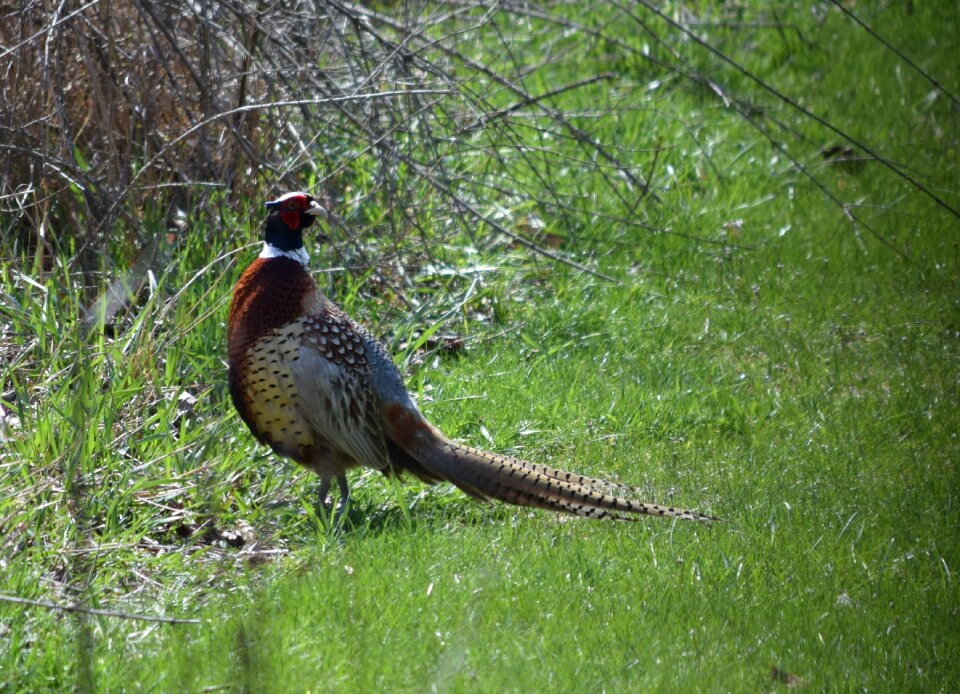 Tail bird wildlife