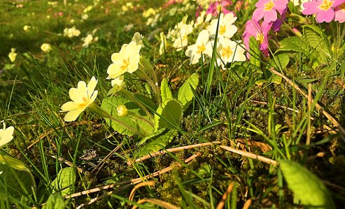 Spring primrose flower meadow