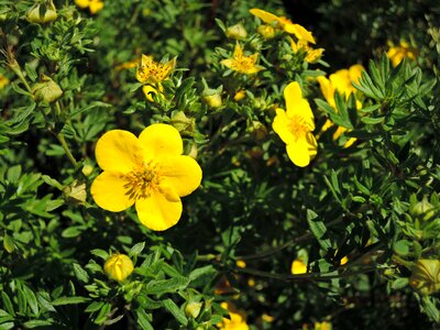 Yellow green plant