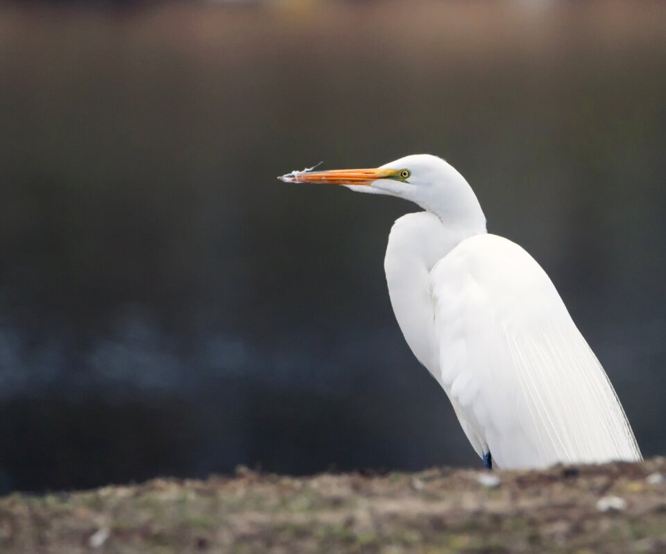 Great bird nature