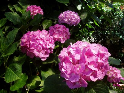 Japan flower natural flowers