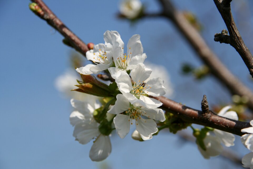 Nature blue apple