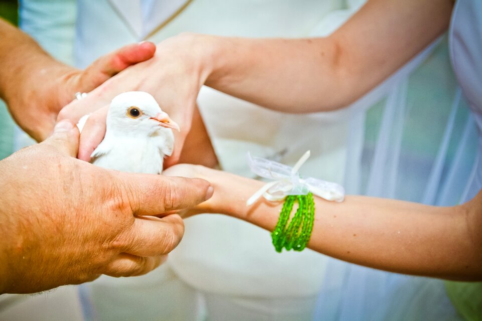 Dove white wedding
