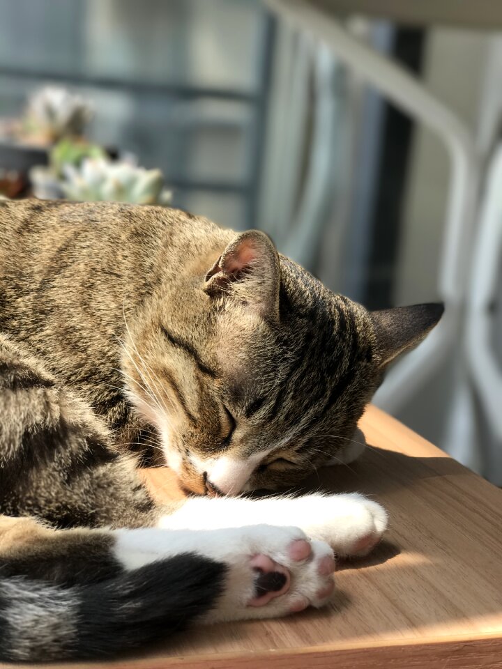 Cat cute pury
