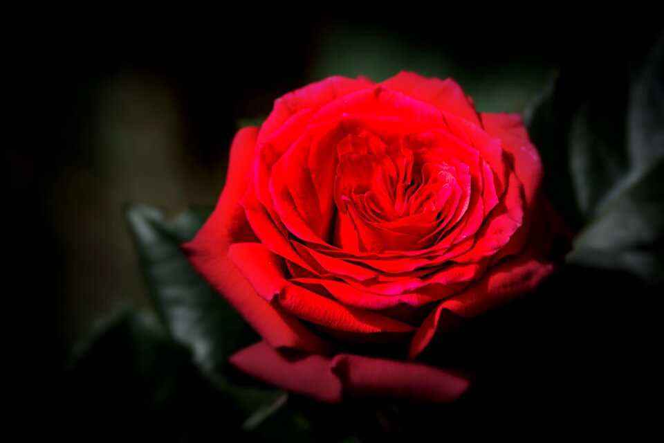Rose mother's day red
