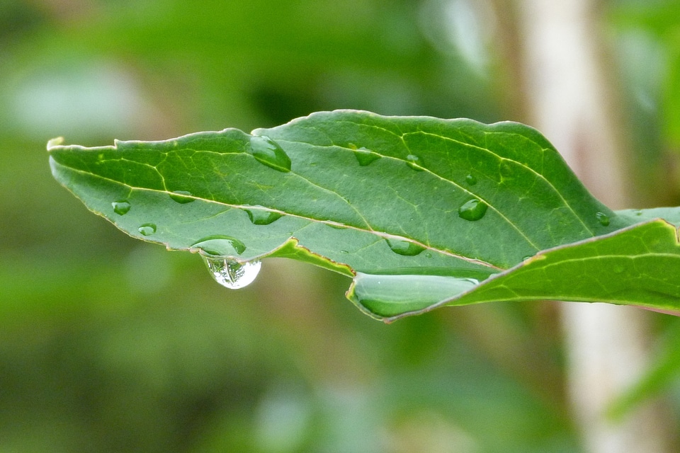 Leaf green dew drop