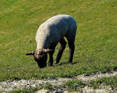 Pasture grass agriculture