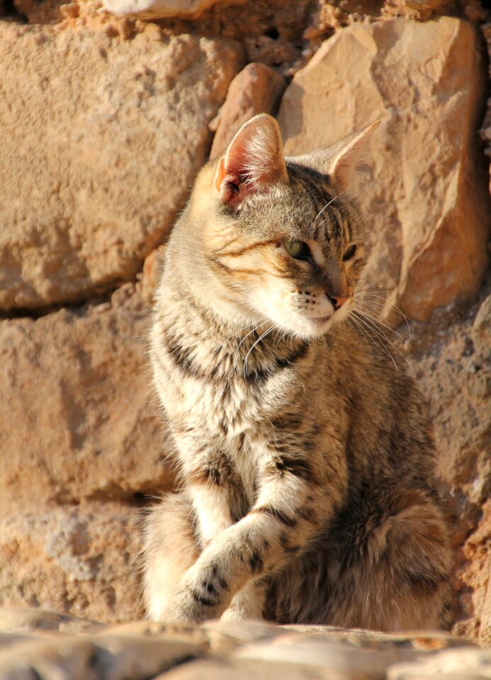 Young cat mieze nature