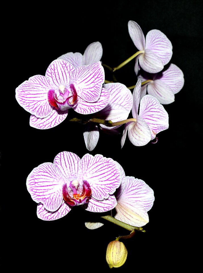 Blossom bloom houseplants