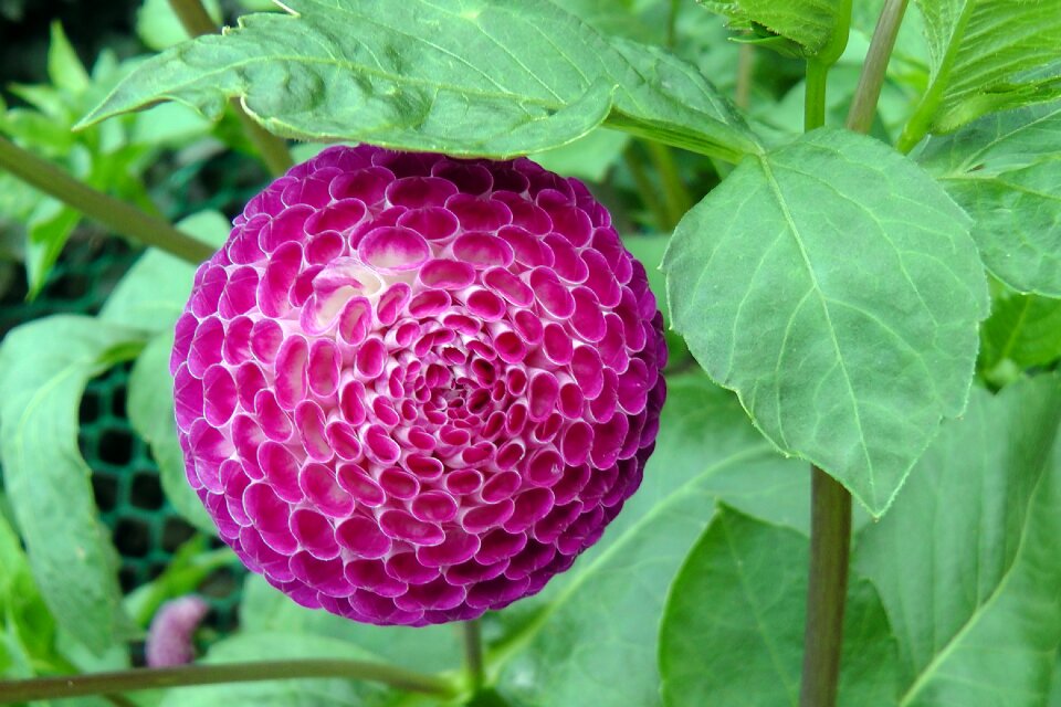 Blossom floral garden