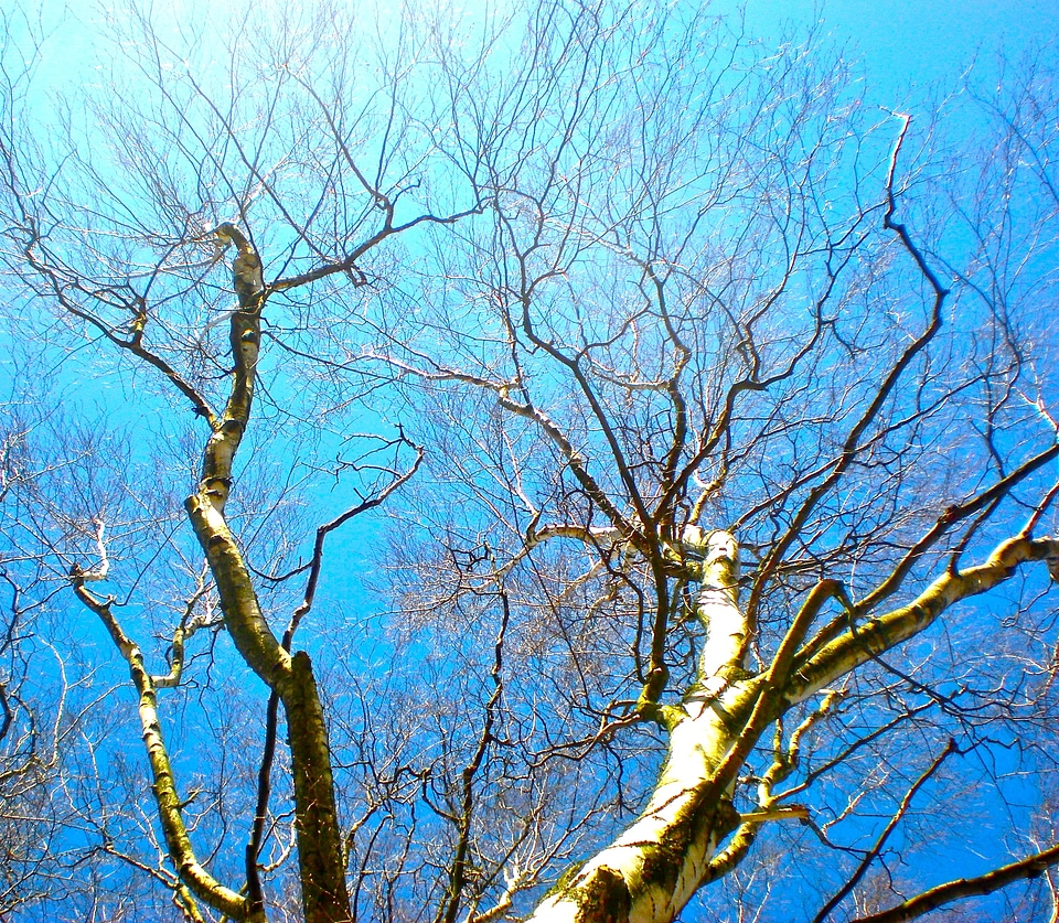 Tree blue sky greenery