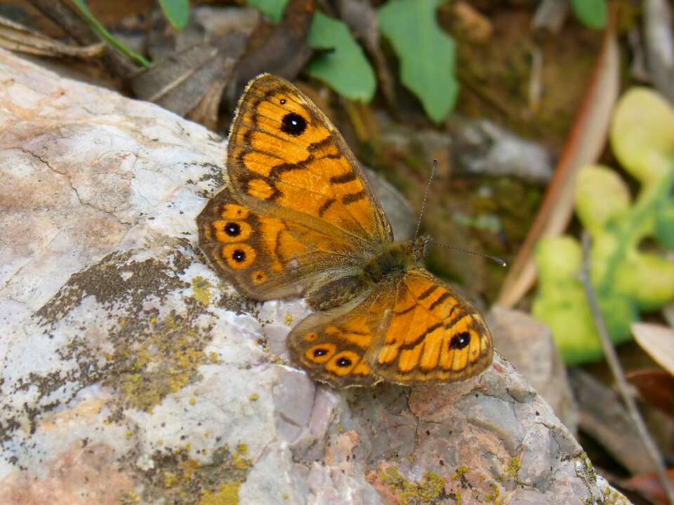 Lasiommata megera butterfly saltacercas margenera commune