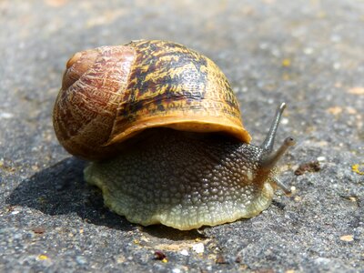 Molluscum shell cargol bover photo