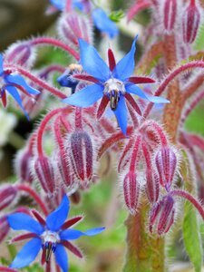 Wild flower purple flower water of borage