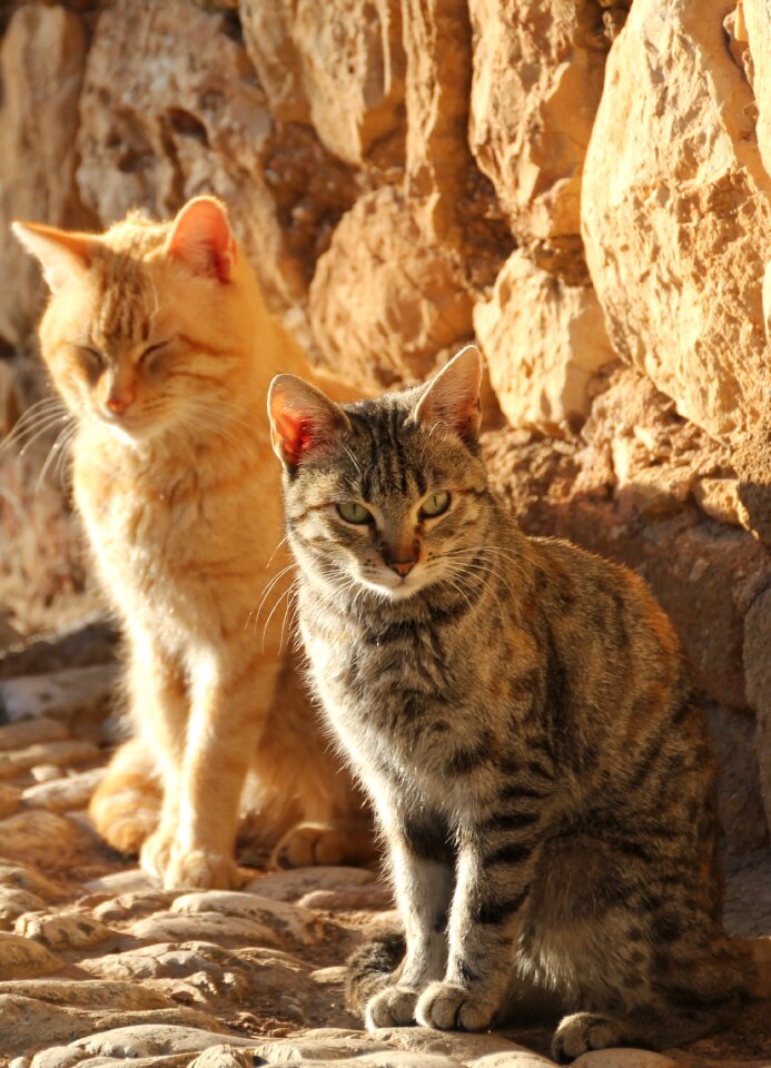 Young cat domestic cat cute cat
