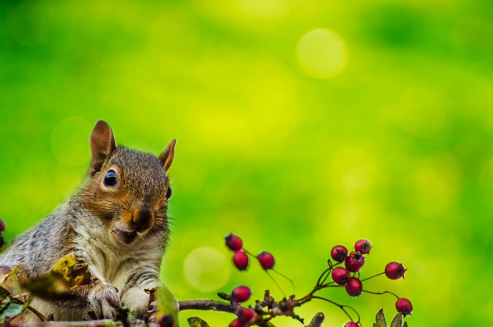 Natural park mammal