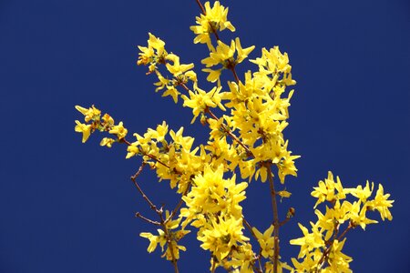 Yellow spring gold lilac photo