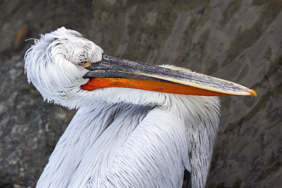 Bird bill dalmatian pelican photo