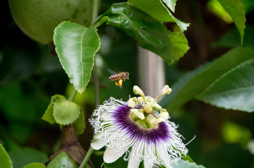 Flowers and plants bee quentin chong