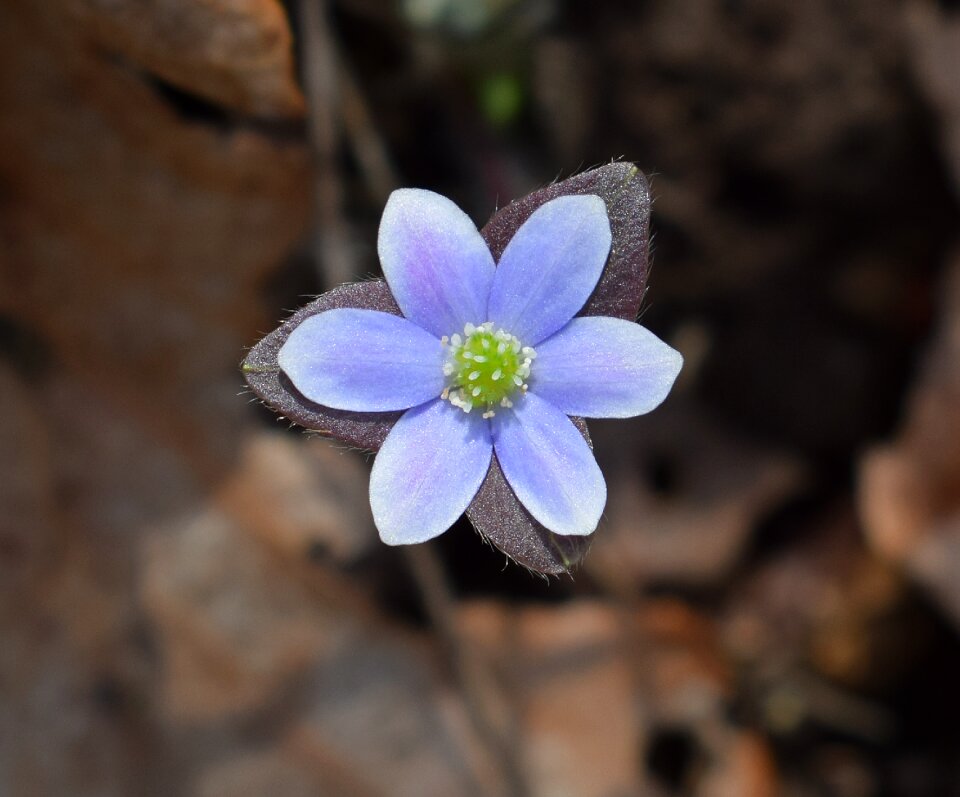 Flower blossom bloom