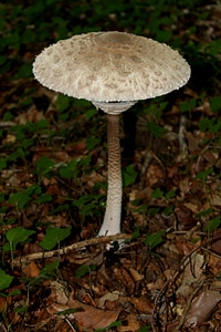 Forest mushrooms fall nature
