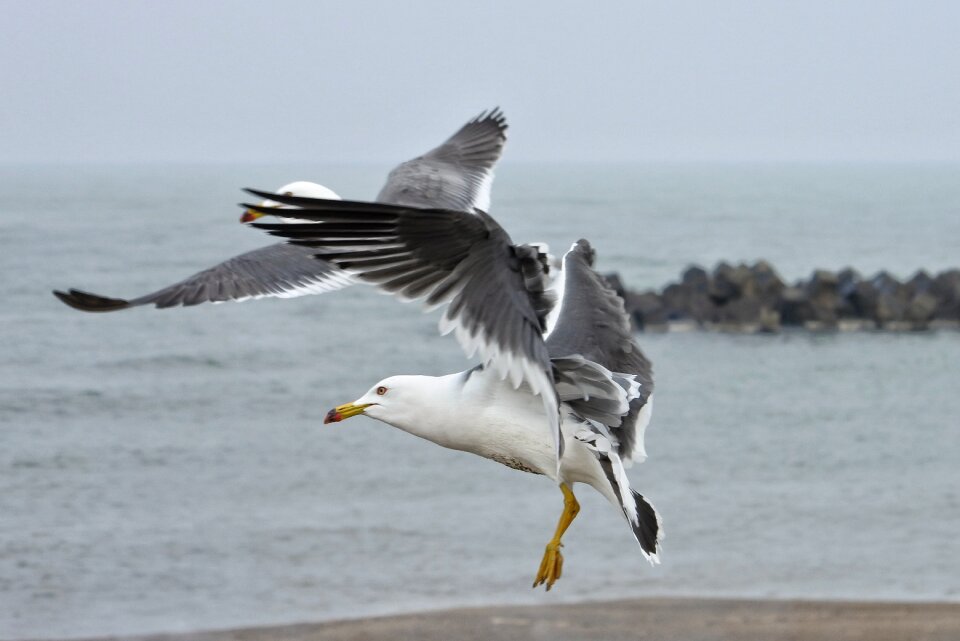 Sea gull seagull seabird