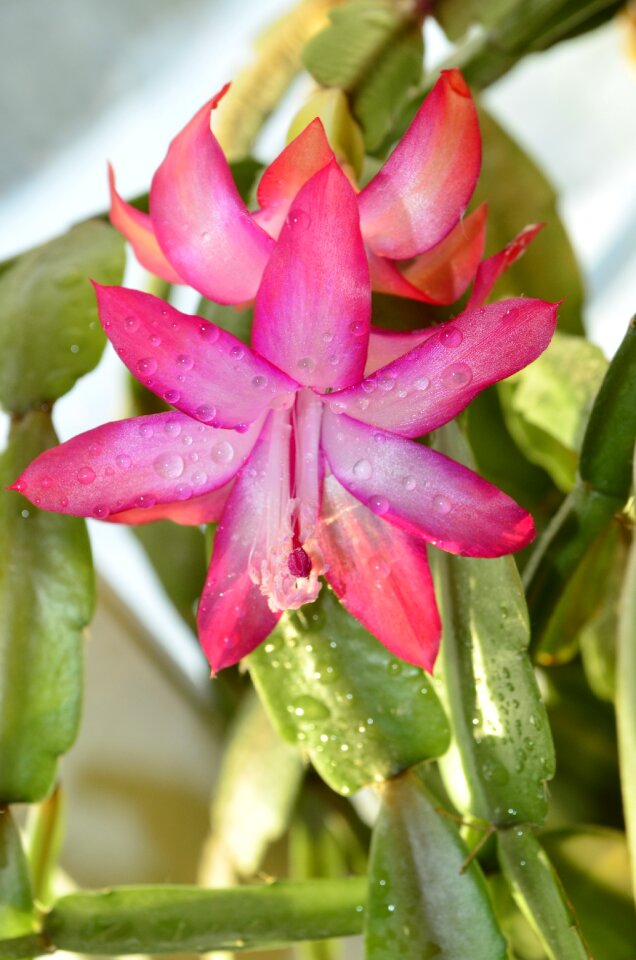 Flower flower room beautiful flower
