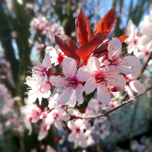 Cherry tree cherry branch spring photo
