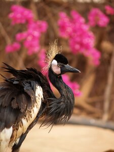 Pen beak crane
