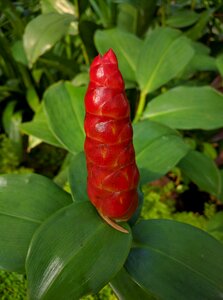 Red closed petals