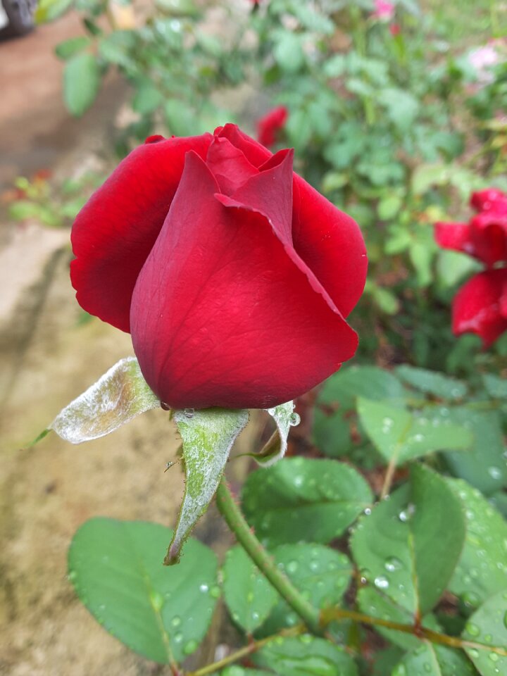 Flowers a rose red