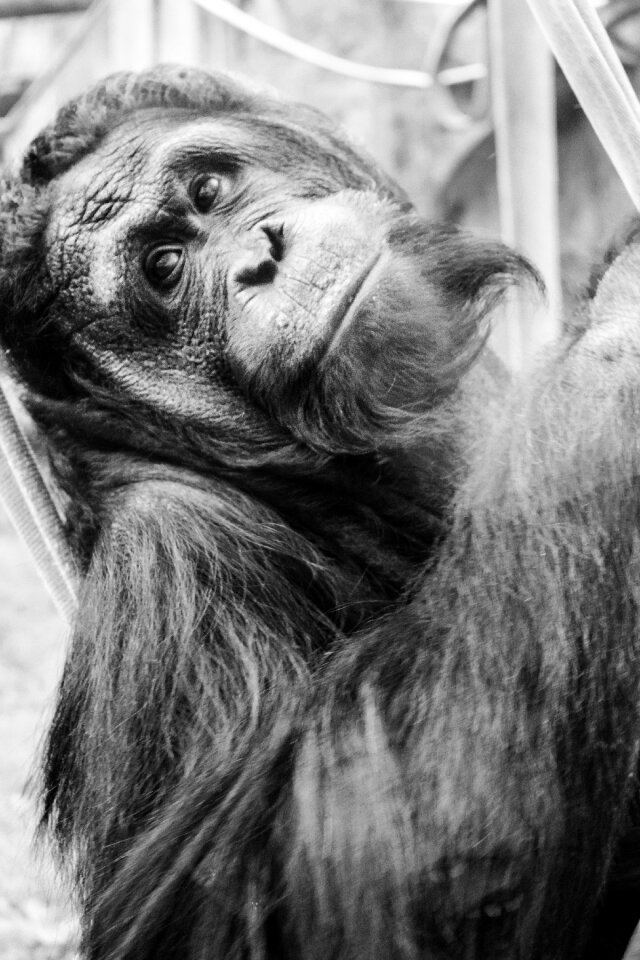 Zoo gorilla animal