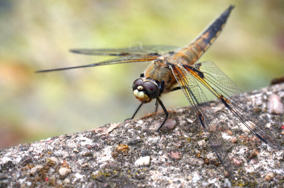 Wing nature animal