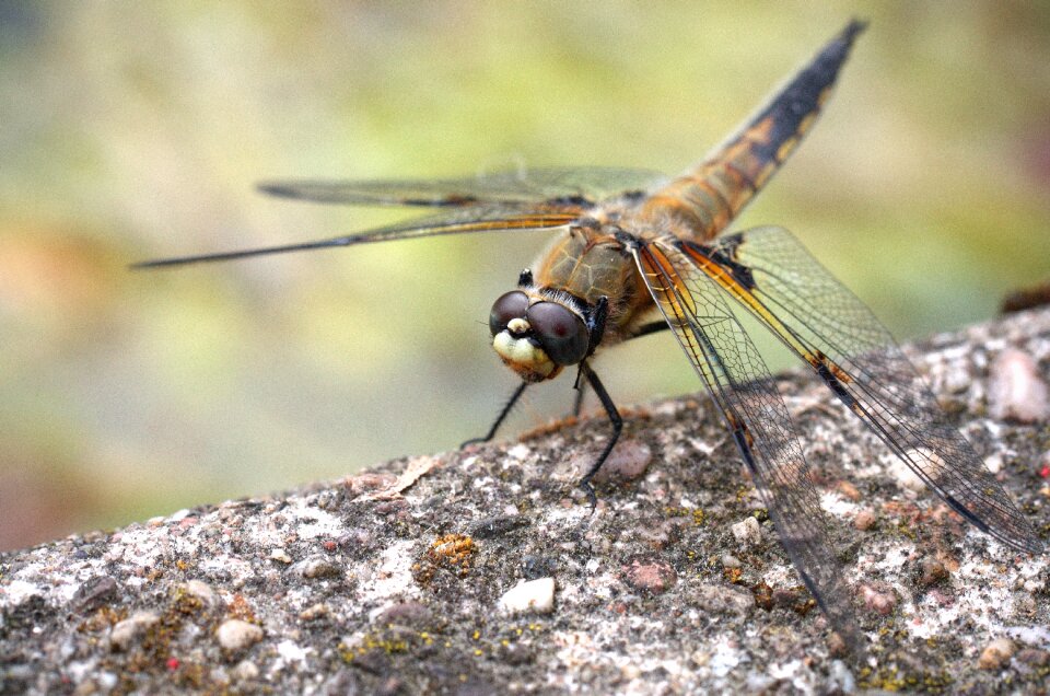 Wing nature animal photo