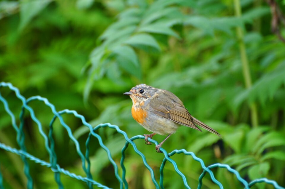 Fence animal nature
