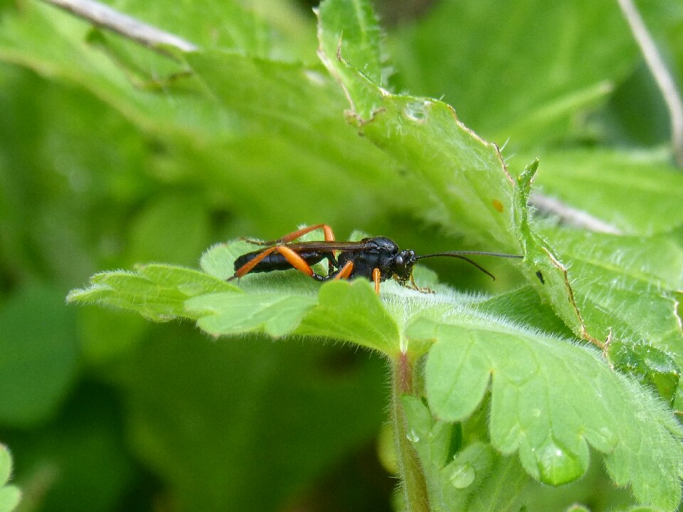 Parasite insect black wasp
