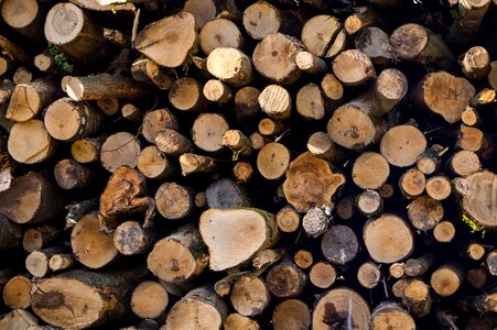 Cut tree lumber photo