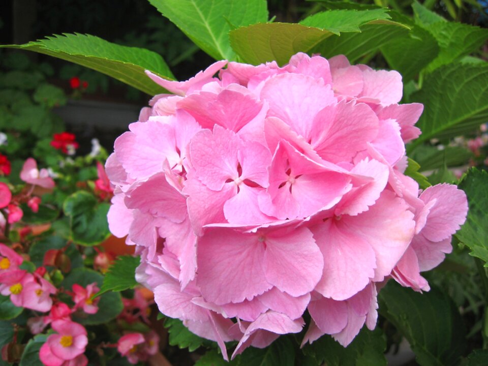 Japan flower natural flowers