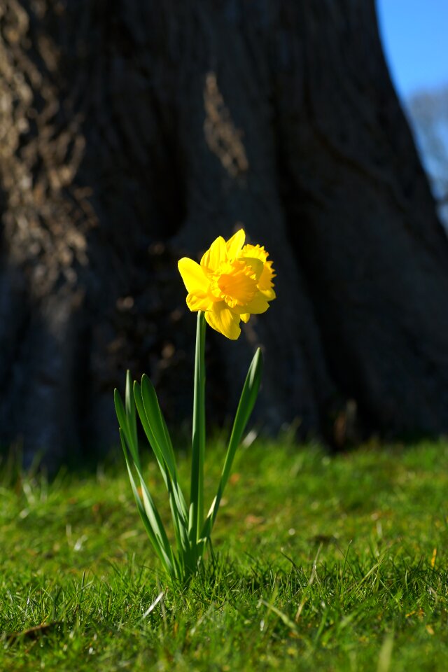 Blossom bloom spring
