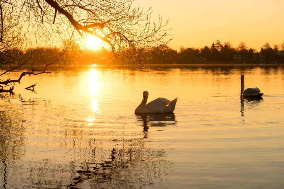 Water bird bird white