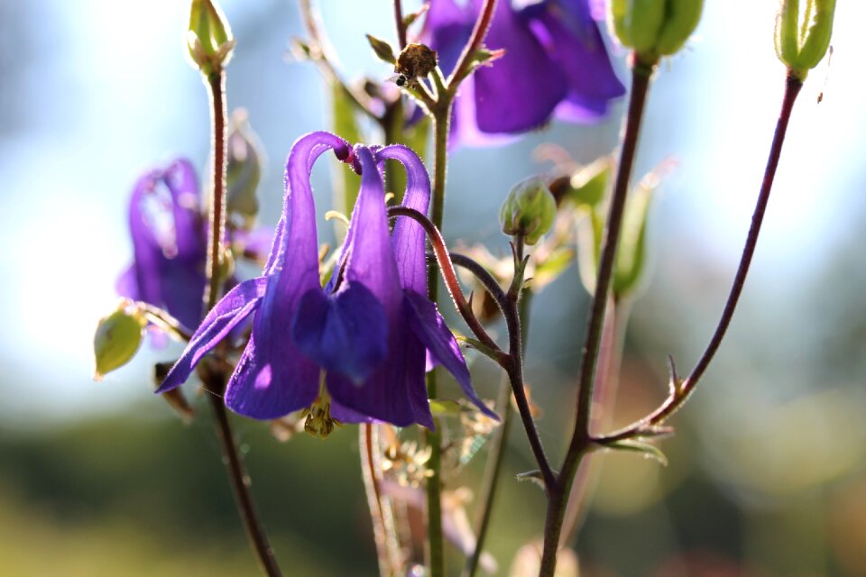 Flower close-up perennial