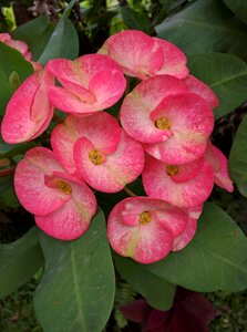 Plant pink