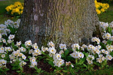 Spring plant blooms