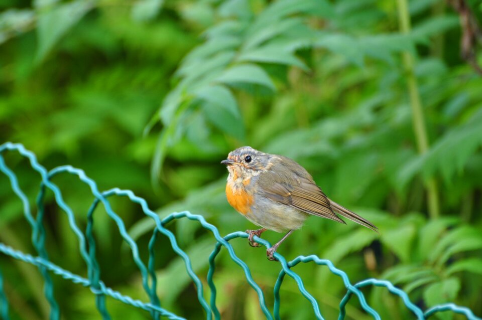 Animal summer nature
