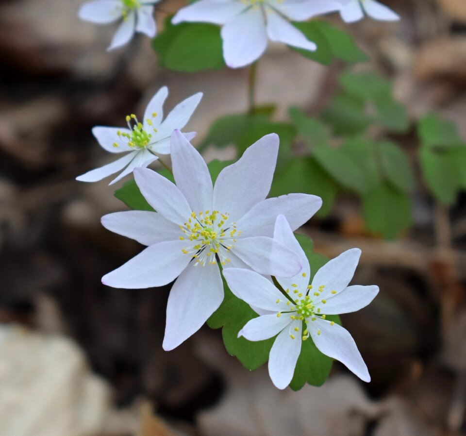 Blossom bloom nature