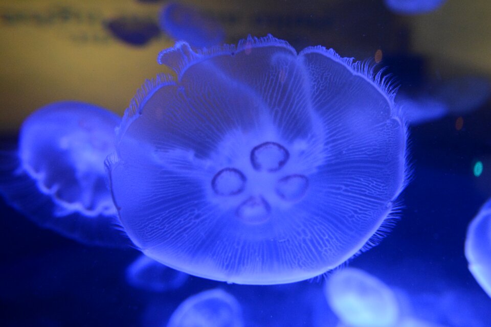 Jelly water sea photo