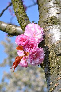 Blossom tribe pink