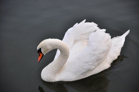 Swans lake biel photo