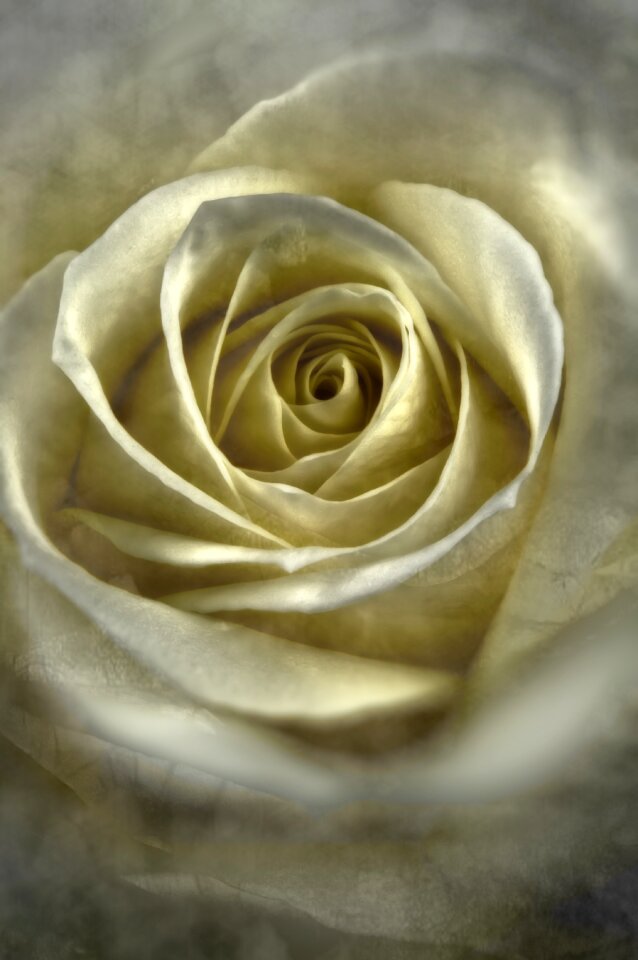 Love white rose floral